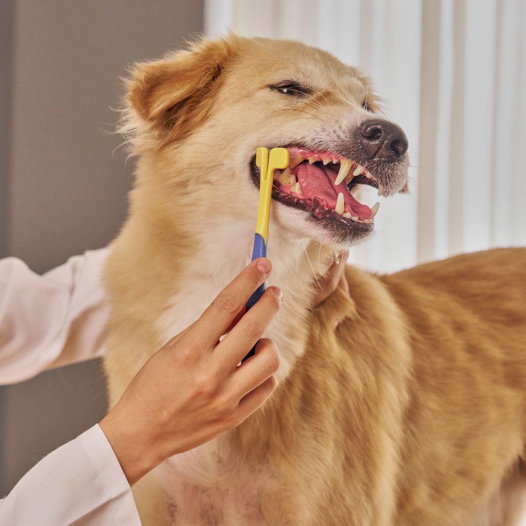 vet brushing dog's teeth