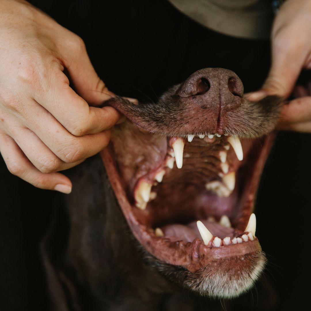pulling dog's jowls back to see mouth