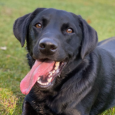 IMG-Dog-5efdf1e8c3d05
