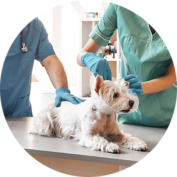 Paradise-Point-Pet-Wellness-internal-img-1-5e4d6987e97ad