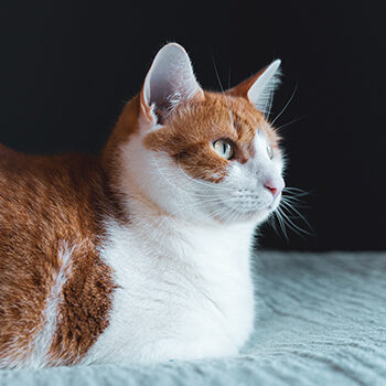 Senior-Feline-Img-5f32fd0817ec4